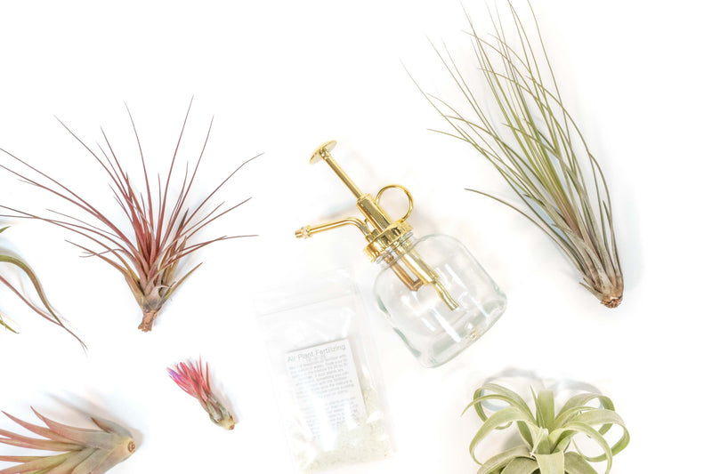 Load image into Gallery viewer, Tillandsia Air Plant Grab Bag of 10 Small &amp; Medium Plants, Fertilizer &amp; Air Plant Mister

