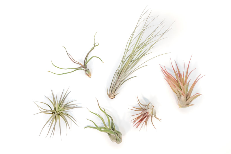 Load image into Gallery viewer, Tillandsia Air Plant Grab Bag of 6 Plants + 1 Year Air Plant Fertilizer Pack
