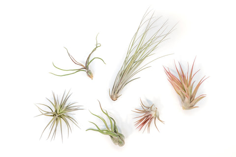 Tillandsia Air Plant Grab Bag of 6 Plants + 1 Year Air Plant Fertilizer Pack, additional product view 2