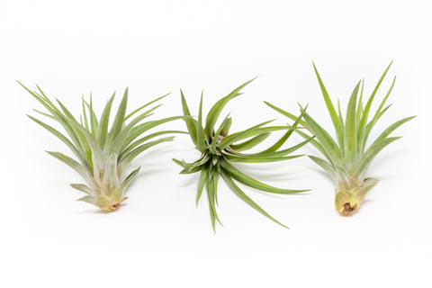 SALE - Large Tillandsia Velutina Air Plants - Set of 5 or 10 - 50% Off, additional product view 2