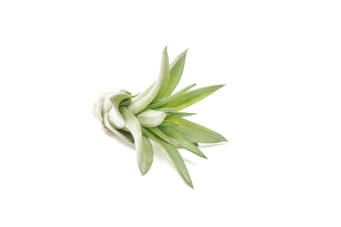 Tillandsia Velutina Air Plants, additional product view 2