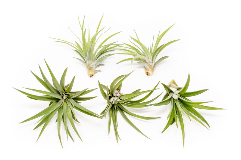 Load image into Gallery viewer, SALE - Large Tillandsia Velutina Air Plants - Set of 5 or 10 - 50% Off
