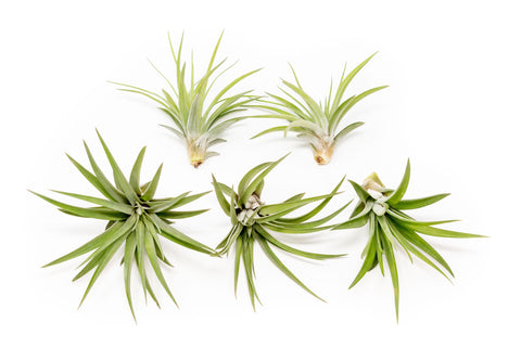 Large Tillandsia Velutina Air Plant Set