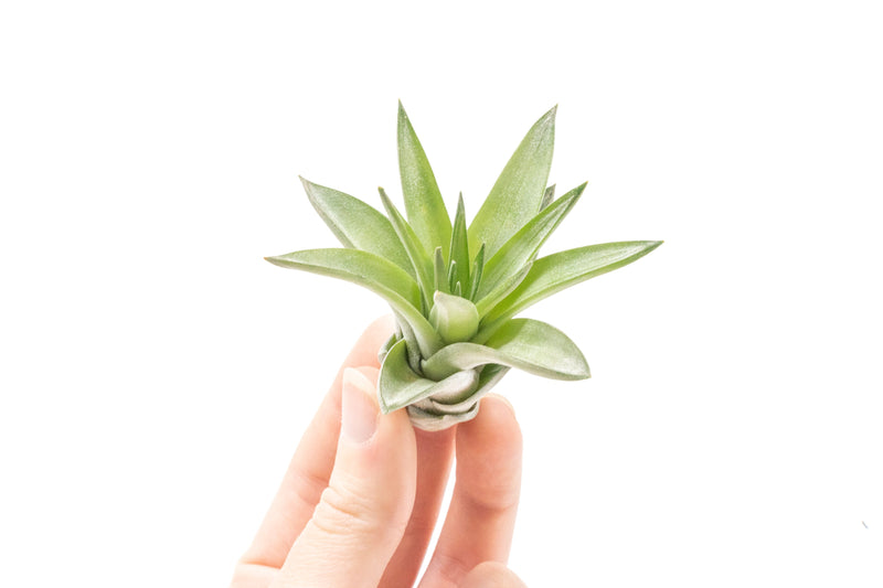 Load image into Gallery viewer, Tillandsia Velutina Air Plants
