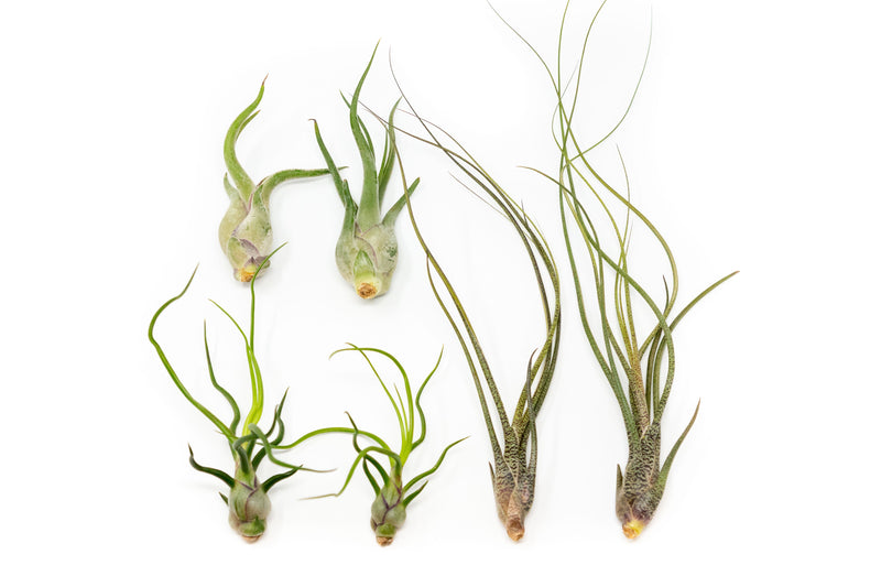 Load image into Gallery viewer, SALE - The Wild Things Collection of Tillandsia Air Plants - Set of 9 or 18 Air - 70% Off
