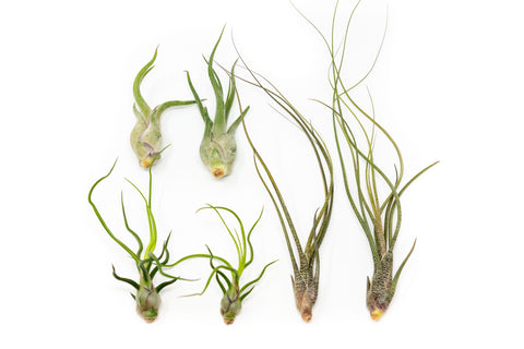 Wild Things Collection of Tillandsia Air Plants