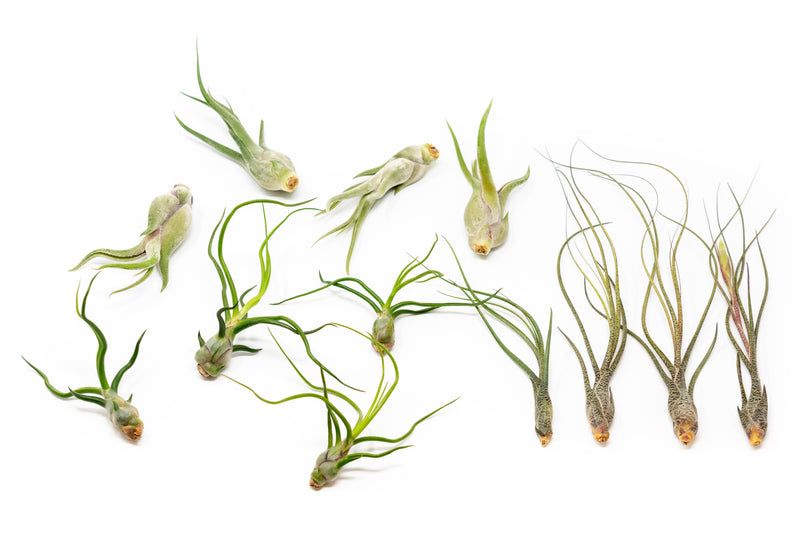 Load image into Gallery viewer, SALE - The Wild Things Collection of Tillandsia Air Plants - Set of 9 or 18 Air - 70% Off
