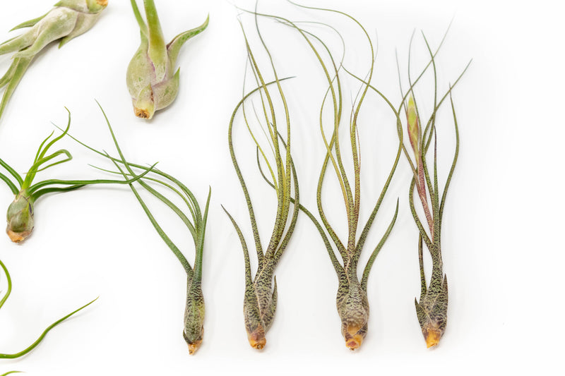 Load image into Gallery viewer, SALE - The Wild Things Collection of Tillandsia Air Plants - Set of 9 or 18 Air - 70% Off
