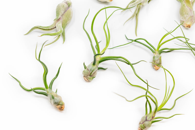 Load image into Gallery viewer, SALE - The Wild Things Collection of Tillandsia Air Plants - Set of 9 or 18 Air - 70% Off
