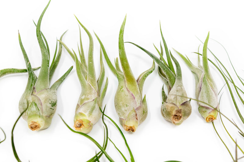 Load image into Gallery viewer, SALE - The Wild Things Collection of Tillandsia Air Plants - Set of 9 or 18 Air - 70% Off
