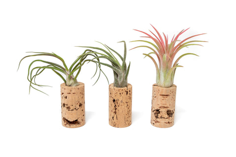 Magnetic Wine Corks with Assorted Tillandsia Air Plants - Set of 1, 3 or 5, additional product view 2