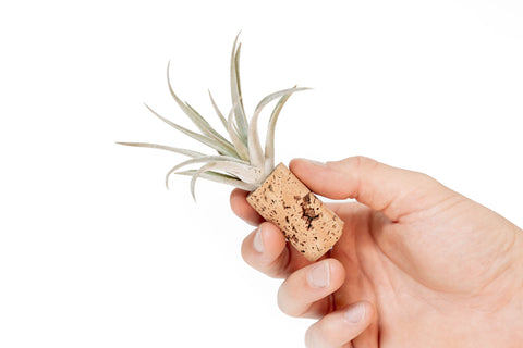 Magnetic Wine Cork Tillandsia Air Plant