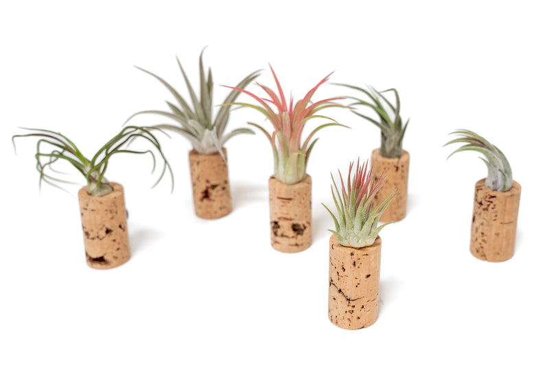 Load image into Gallery viewer, Magnetic Wine Cork with Tillandsia Assorted Air Plant
