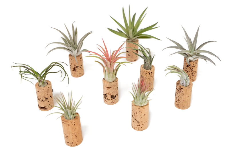 Load image into Gallery viewer, Magnetic Wine Cork with Tillandsia Assorted Air Plant
