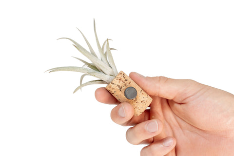 Magnetic Wine Cork with Tillandsia Assorted Air Plant, additional product view 2