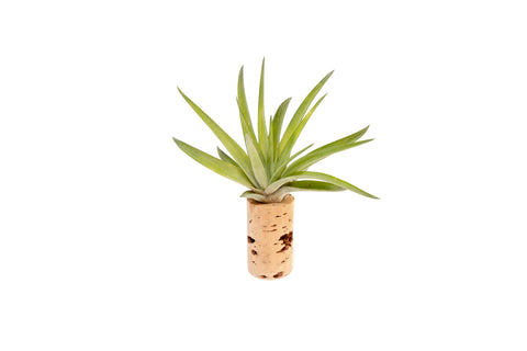 Magnetic Wine Corks Tillandsia Set