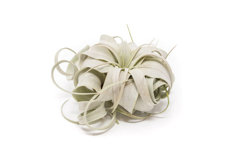 Small Tillandsia Xerographica / 4 -5 Inches Wide, additional product view 2