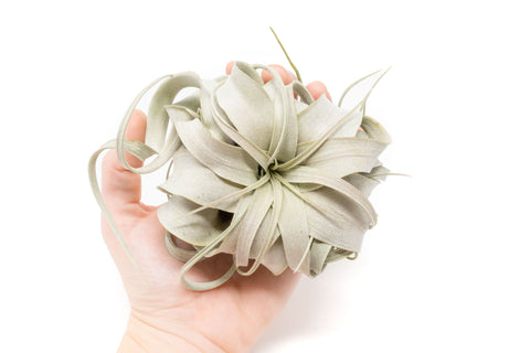 Small Tillandsia Xerographica