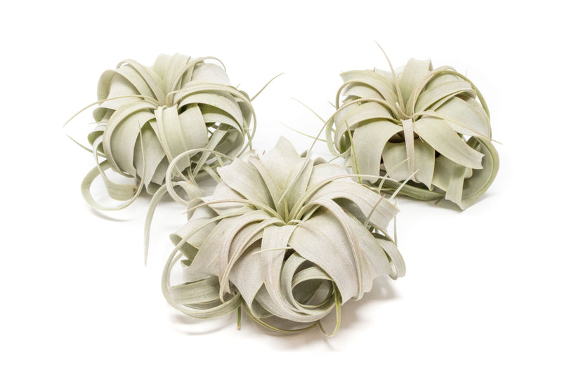 Load image into Gallery viewer, Small Tillandsia Xerographica / 4 -5 Inches Wide
