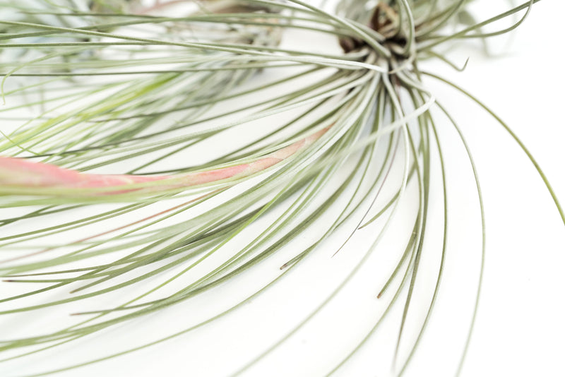 Load image into Gallery viewer, SALE - Special Jumbo Tillandsia Air Plants - Set of 12 - 40% Off
