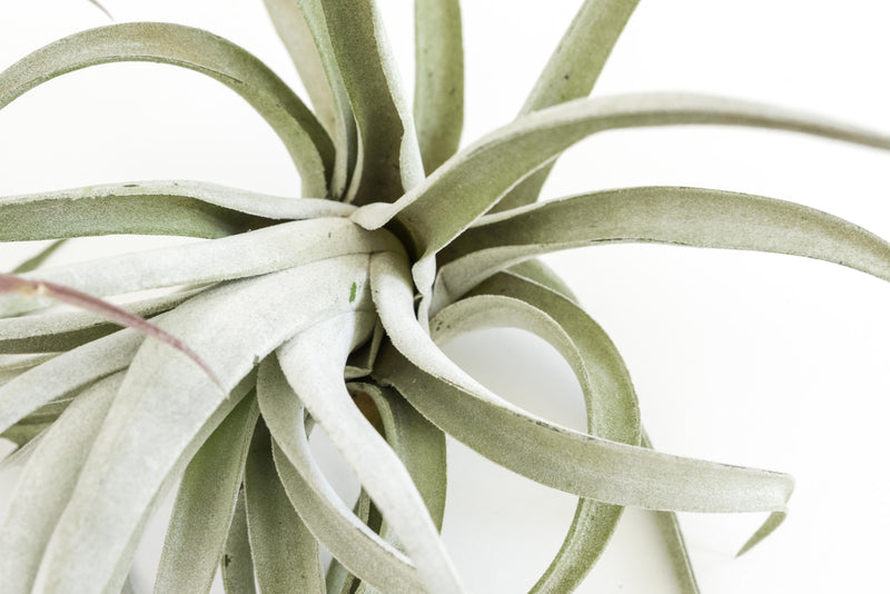 Load image into Gallery viewer, SALE - Special Jumbo Tillandsia Air Plants - Set of 12 - 40% Off
