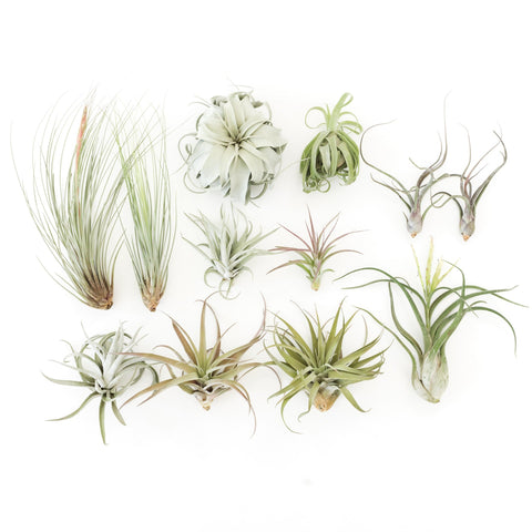 Special Jumbo Tillandsia Air Plants Set of 12