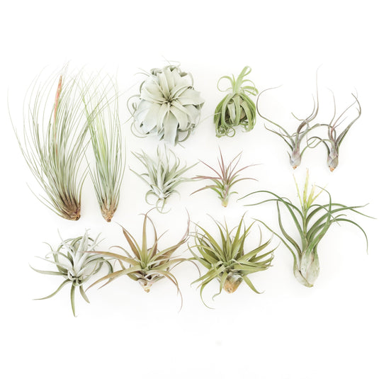 SALE - Special Jumbo Tillandsia Air Plants - Set of 12 - 40% Off
