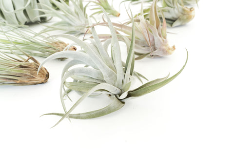 SALE - Special Jumbo Tillandsia Air Plants - Set of 12 - 40% Off, additional product view 2