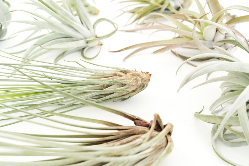 Load image into Gallery viewer, SALE - Special Jumbo Tillandsia Air Plants - Set of 12 - 40% Off
