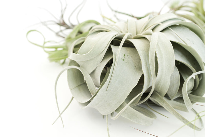 Load image into Gallery viewer, SALE - Special Jumbo Tillandsia Air Plants - Set of 12 - 40% Off
