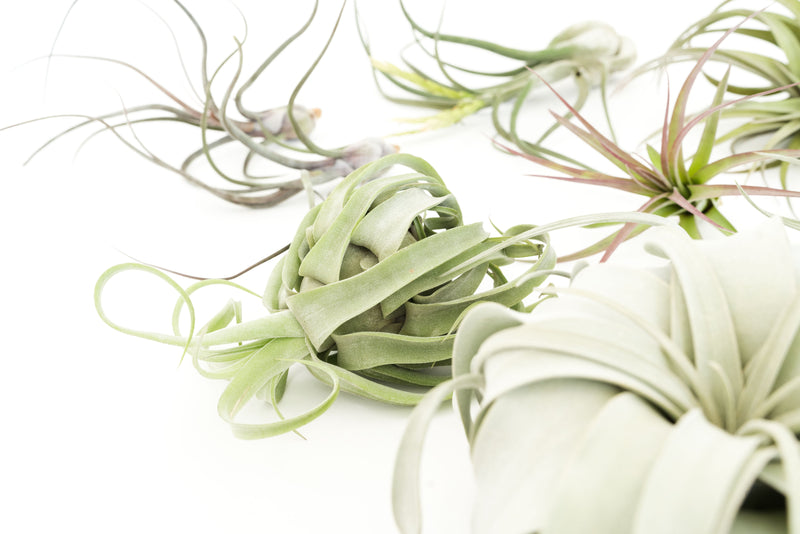 Load image into Gallery viewer, SALE - Special Jumbo Tillandsia Air Plants - Set of 12 - 40% Off
