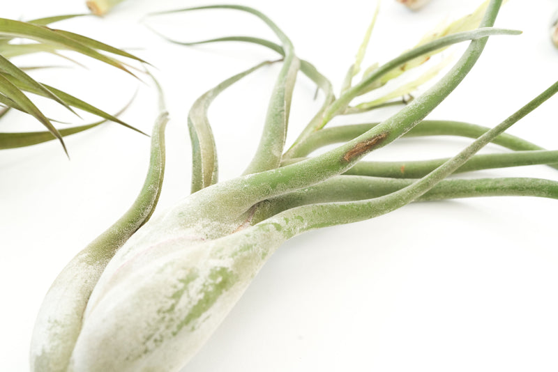Load image into Gallery viewer, SALE - Special Jumbo Tillandsia Air Plants - Set of 12 - 40% Off
