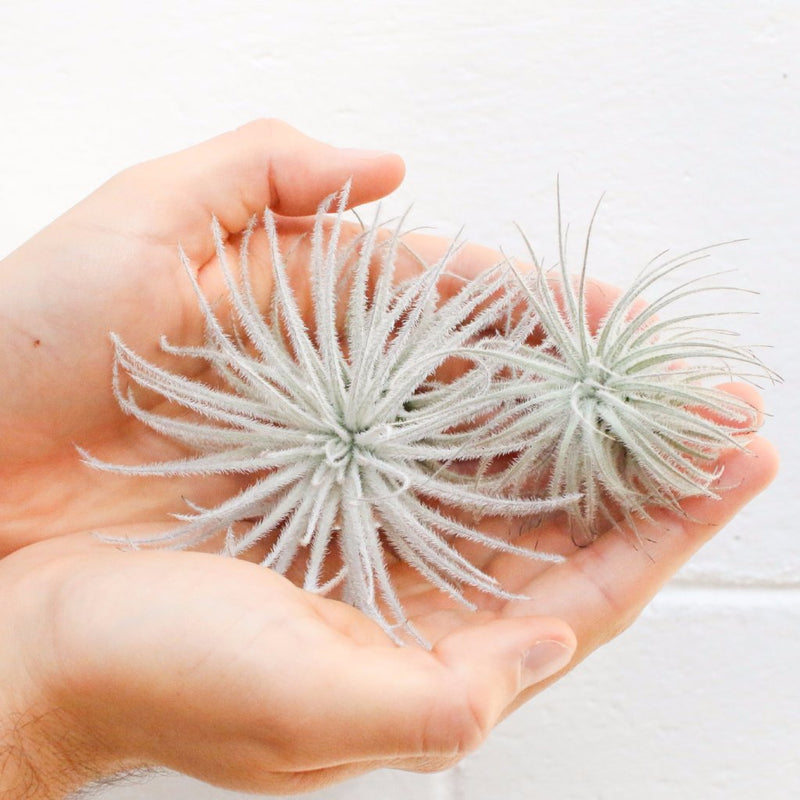 Load image into Gallery viewer, SALE - Tillandsia Tectorum Ecuador Air Plants - Set of 3, 6 or 9 - 25% Off
