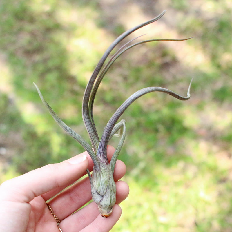 Load image into Gallery viewer, SALE - Tillandsia Baileyi Air Plants - Set of 5 or 10 - 50% Off
