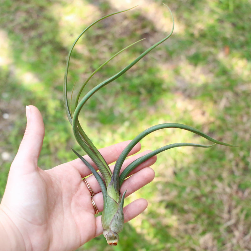 Load image into Gallery viewer, Large Tillandsia Baileyi Air Plants / 6-9 Inch Plants
