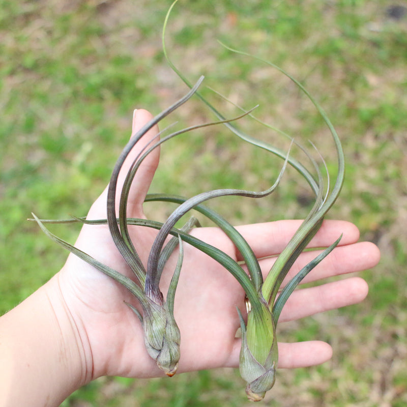 Load image into Gallery viewer, Large Tillandsia Baileyi Air Plants / 6-9 Inch Plants
