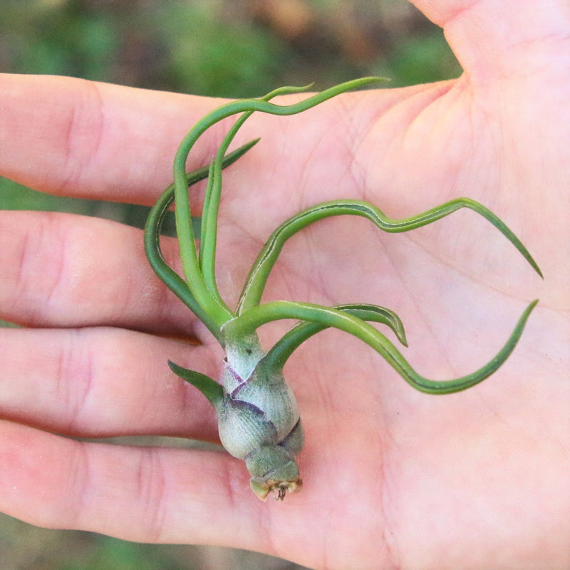 Load image into Gallery viewer, SALE - Tillandsia Bulbosa Guatemala Air Plants - Set of 10, 20, or 30 - 40% Off
