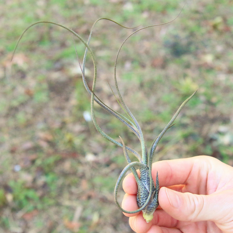 Load image into Gallery viewer, SALE - Large Tillandsia Butzii Air Plants - Set of 10 or 20 Air Plants - 40% Off
