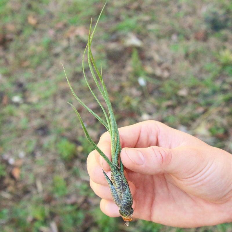 Load image into Gallery viewer, SALE - Large Tillandsia Butzii Air Plants - Set of 10 or 20 Air Plants - 40% Off
