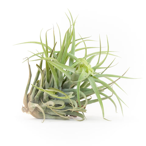 Tillandsia Capitata Salmon Air Plants, additional product view 2