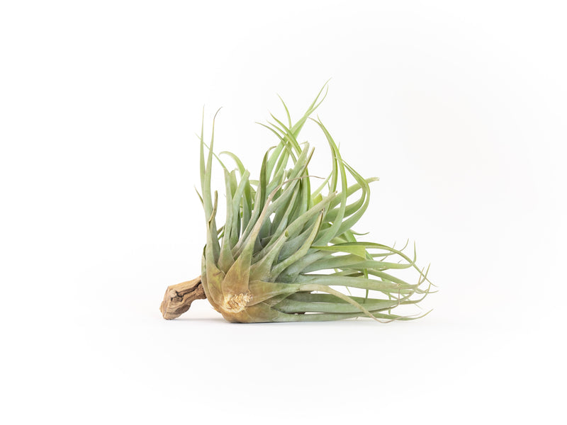 Load image into Gallery viewer, Tillandsia Capitata Salmon Air Plants
