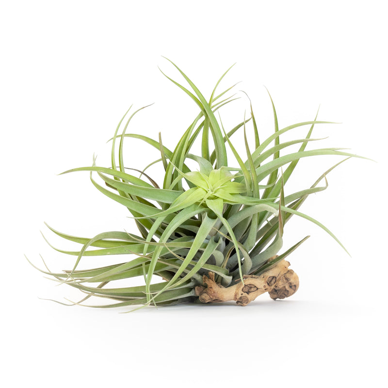 Load image into Gallery viewer, Tillandsia Capitata Salmon Air Plants
