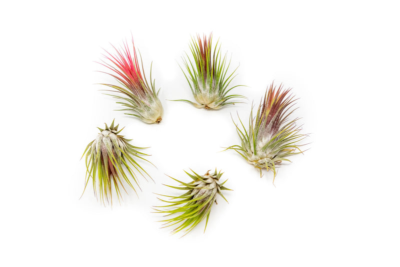 Load image into Gallery viewer, SALE - Tillandsia Ionantha Guatemala Air Plants - Set of 10, 20 or 50 Air Plants - 70% Off
