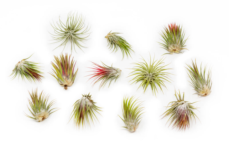 Load image into Gallery viewer, SALE - Tillandsia Ionantha Guatemala Air Plants - Set of 10, 20 or 50 Air Plants - 70% Off
