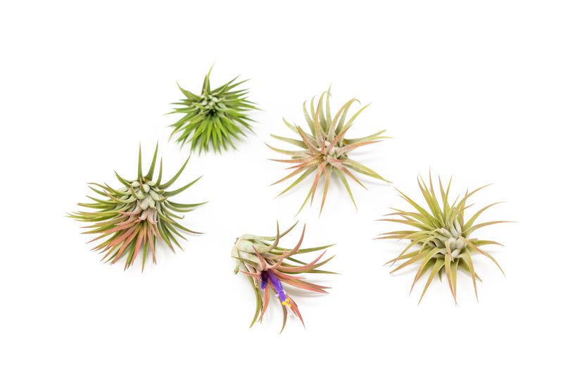 Load image into Gallery viewer, Tillandsia Ionantha Mexican Air Plants
