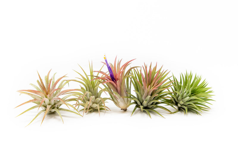 Load image into Gallery viewer, Tillandsia Ionantha Mexican Air Plants
