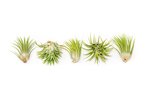 Tillandsia Ionantha Mexican Air Plants, additional product view 2