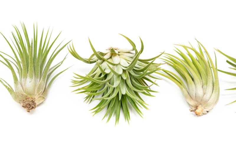 Load image into Gallery viewer, SALE - Large Tillandsia Ionantha Rubra Air Plants - Set of 10 or 20 - 40% Off
