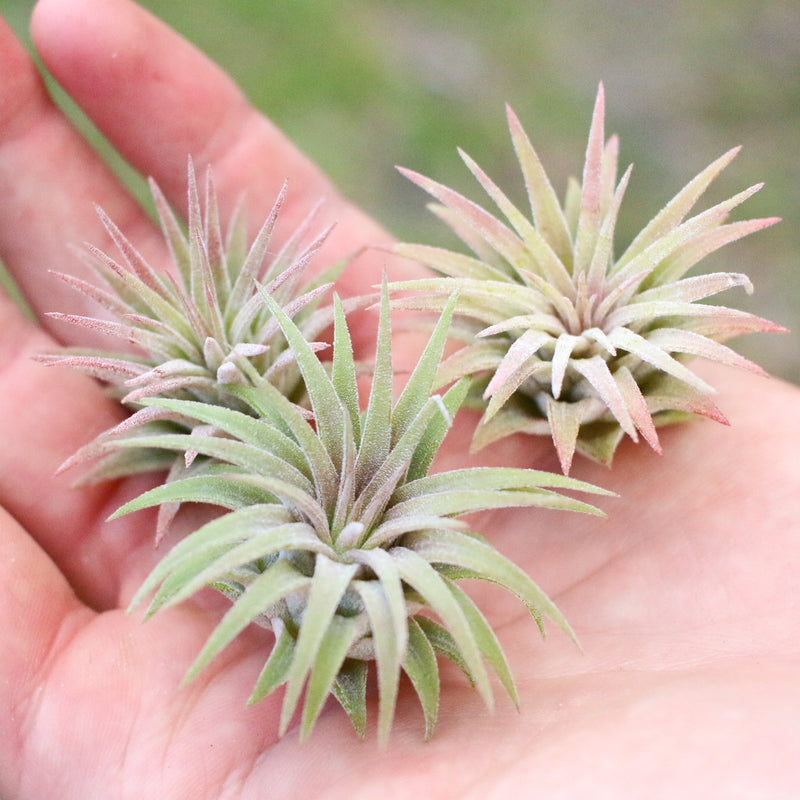 Load image into Gallery viewer, Tillandsia Ionantha Mexican Air Plants
