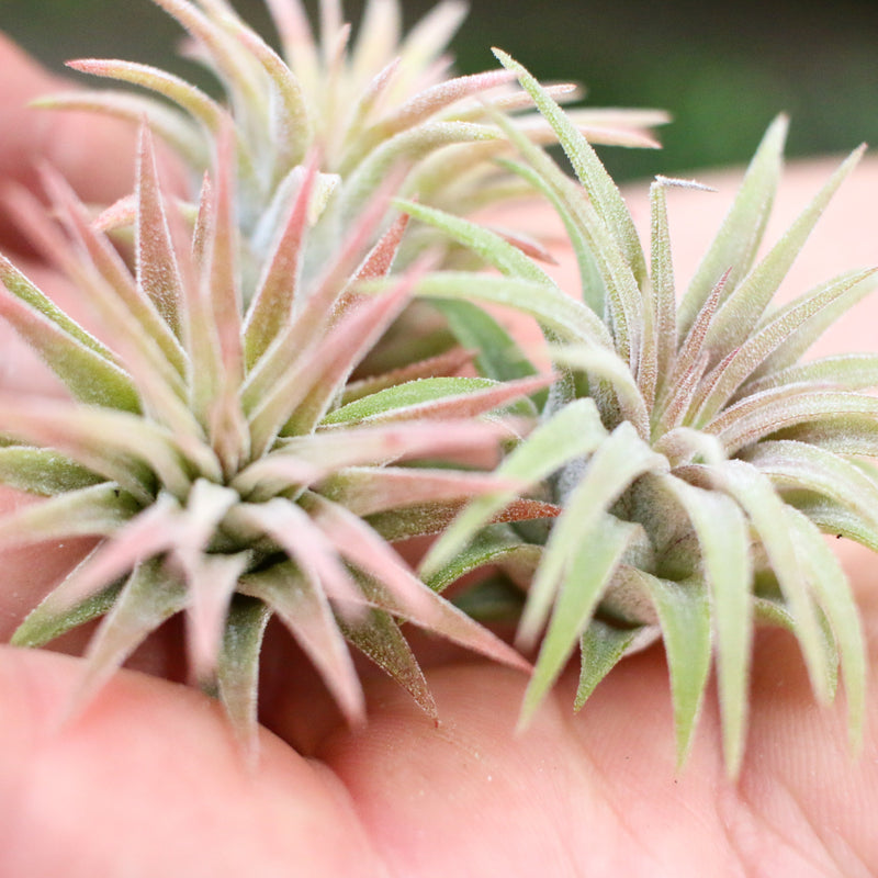 Load image into Gallery viewer, Tillandsia Ionantha Mexican Air Plants
